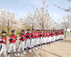 봄철 한강과 벚꽃 함께하는 연세유소년야구단 입니다!! 대한유소년야구연맹 유소년야구 리틀야구 어린이야구 야구교실 주말야구